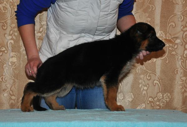 Jivile z Azovskogo Berega | German Shepherd Dog 