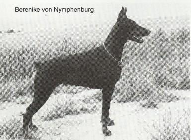 Berenike v. Nymphenburg | Black Doberman Pinscher