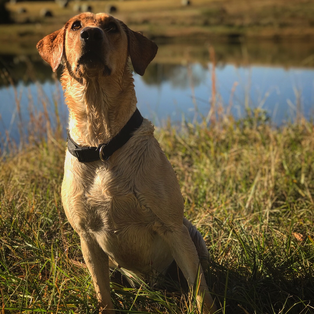 Pocataligo Hi-yella Lady Tillman | Yellow Labrador Retriver