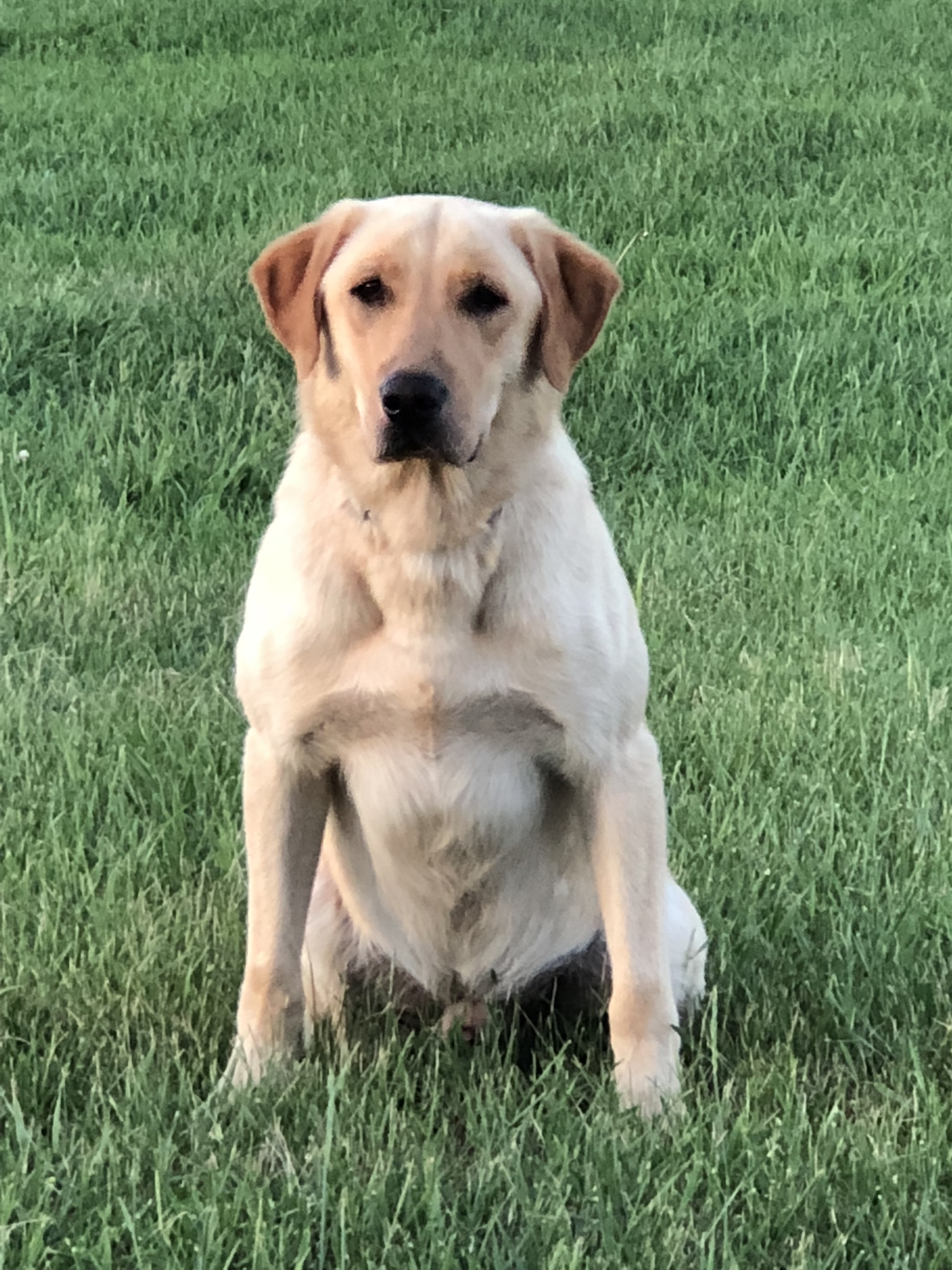 Indian Ridge Man On Fire QAA | Yellow Labrador Retriver