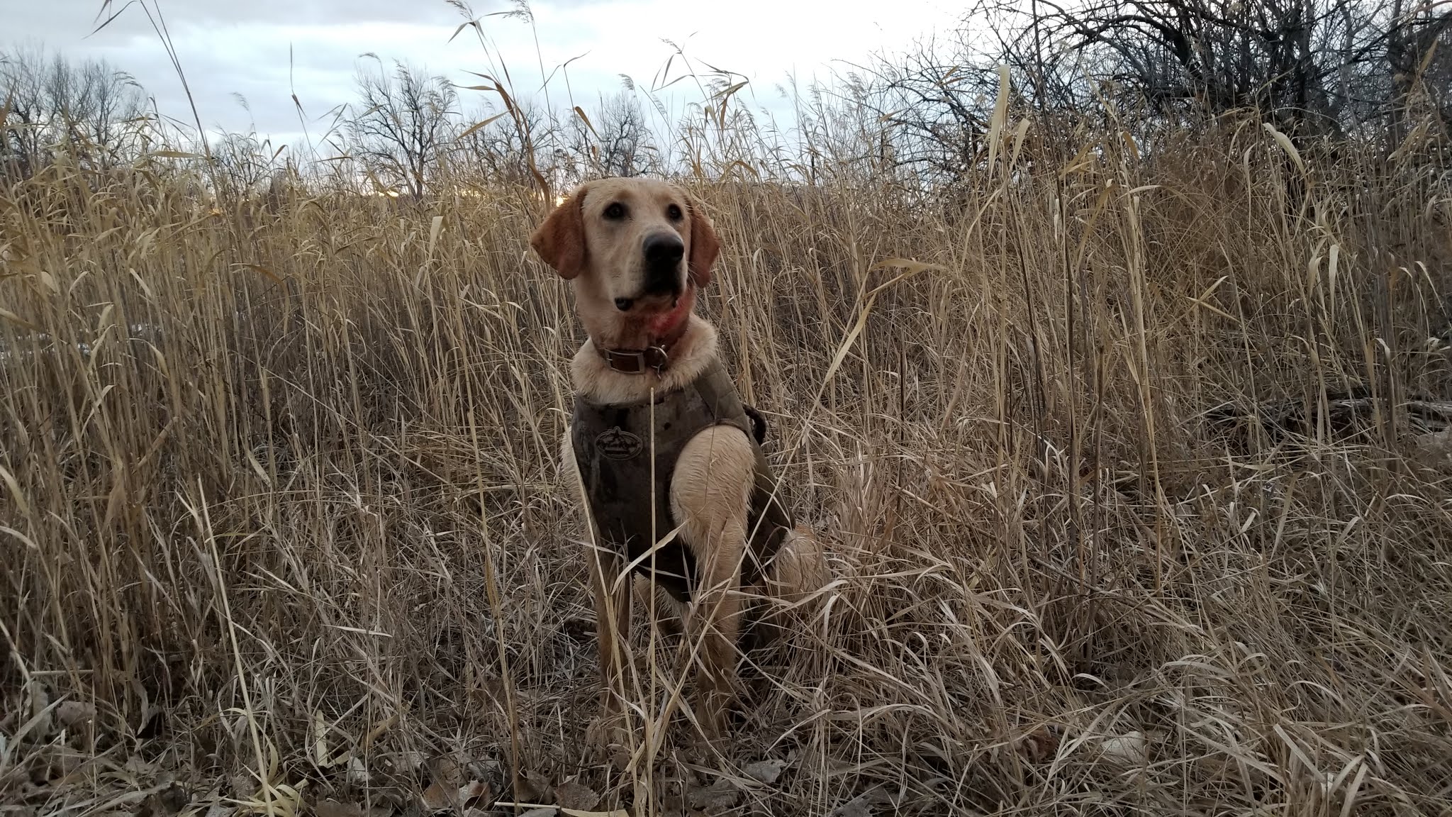 Western Extreme John Dillinger | Yellow Labrador Retriver