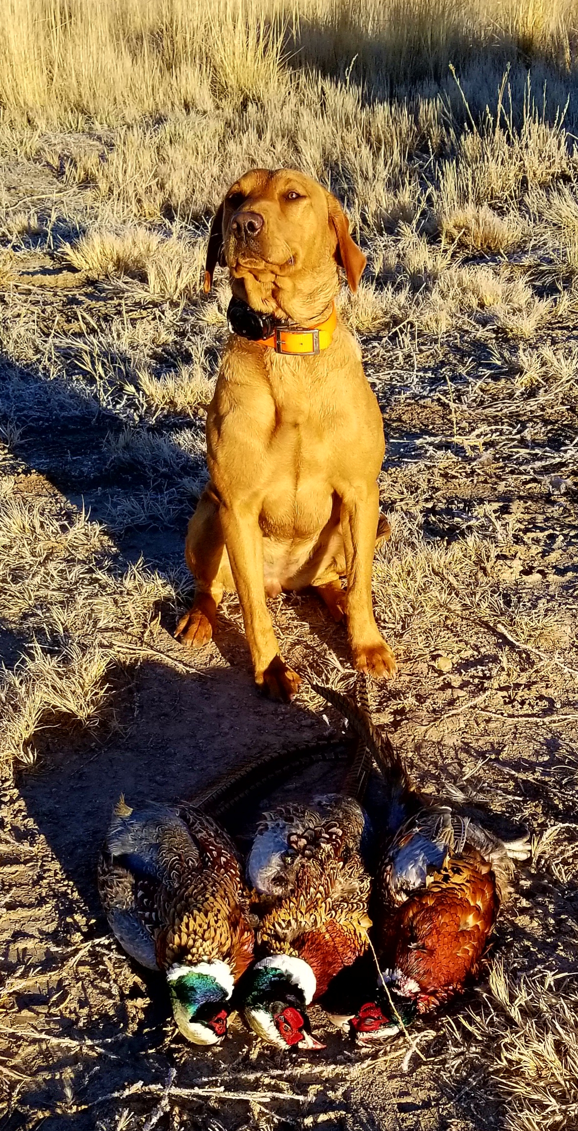 Western Extreme The Doc's Phoenix | Yellow Labrador Retriver