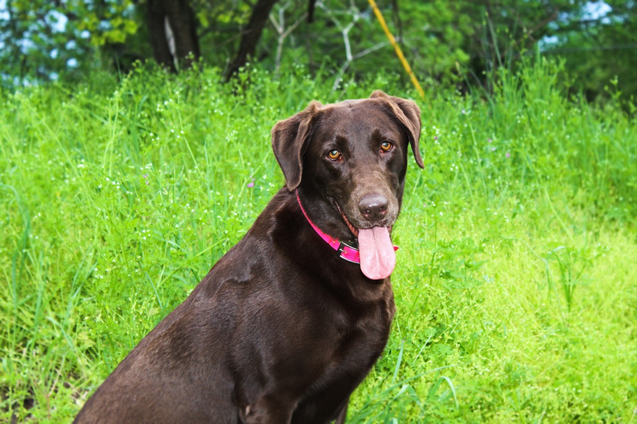 HR Drakes Coon Creek Pride Rock  MH | Chocolate Labrador Retriver