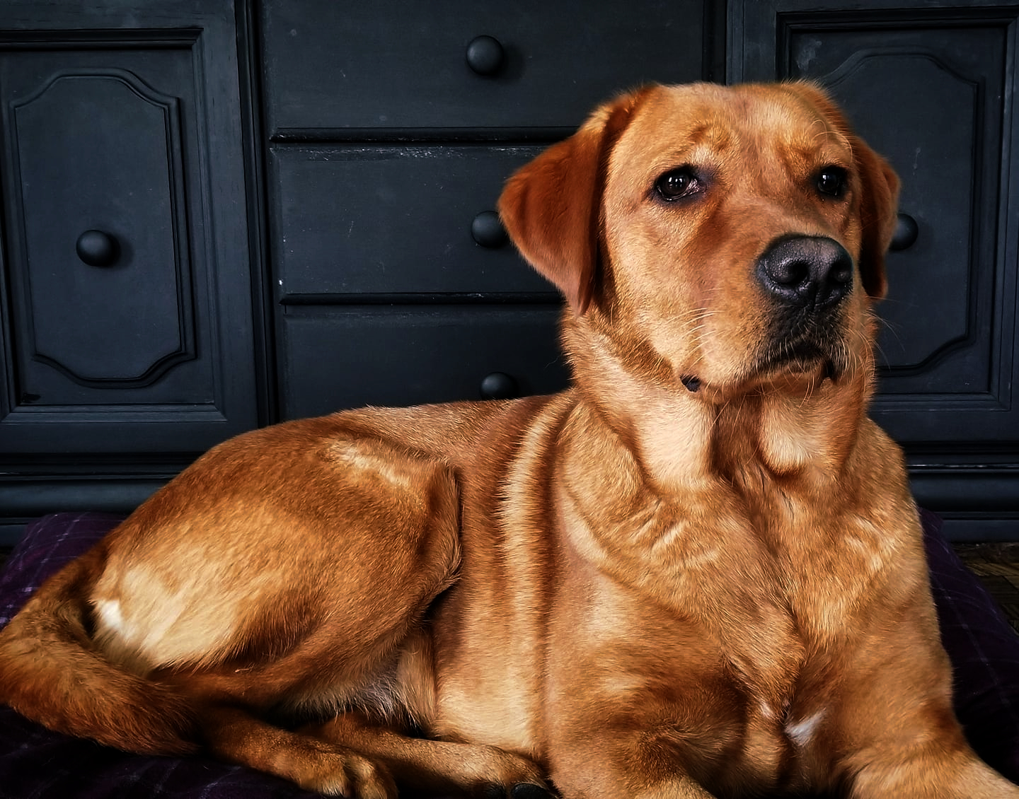 Edds' Sadie Belle | Yellow Labrador Retriver