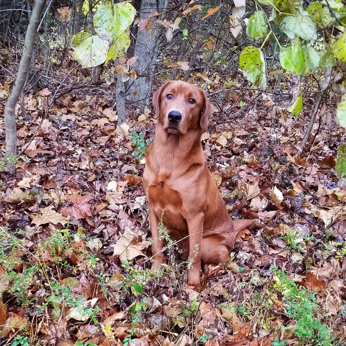 Fletcher From Rustic Fields | Yellow Labrador Retriver