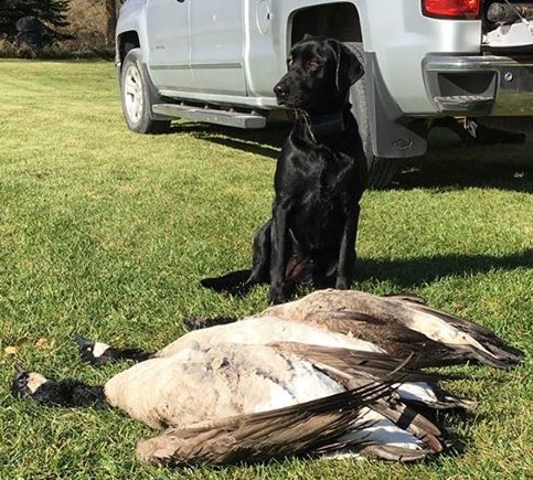 Emily’s West End Benelli | Black Labrador Retriver