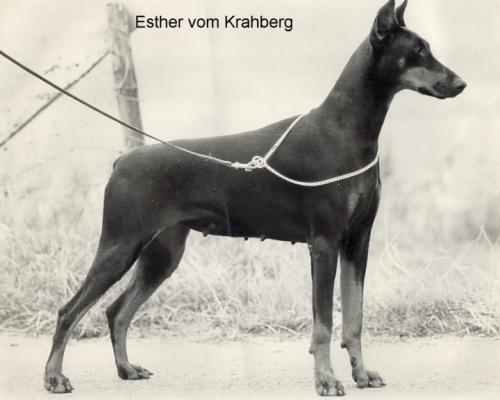 Esther v. Krähberg | Black Doberman Pinscher