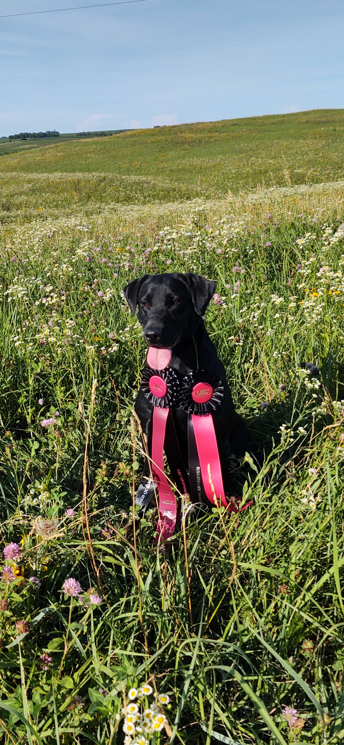 HRCH Charley Rue Montgomery | Black Labrador Retriver