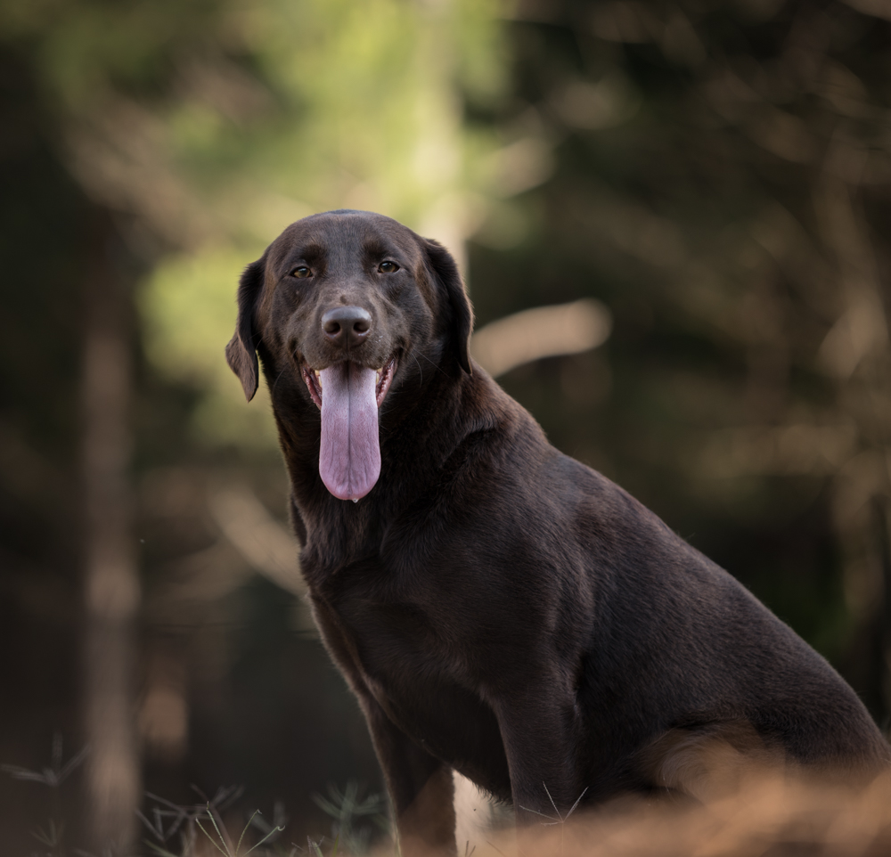 Pride Of Dixie's Shake N Bake Dega | Chocolate Labrador Retriver