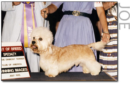Pennywise King's Mtn MVP | Dandie Dinmont Terrier 