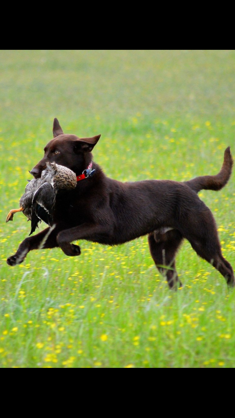 HRCH Rains County Estate's Lean Birddog Hays | Chocolate Labrador Retriver