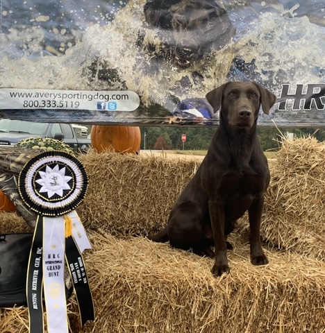 HRCH Rains County Estate's Lean Birddog Hays | Chocolate Labrador Retriver