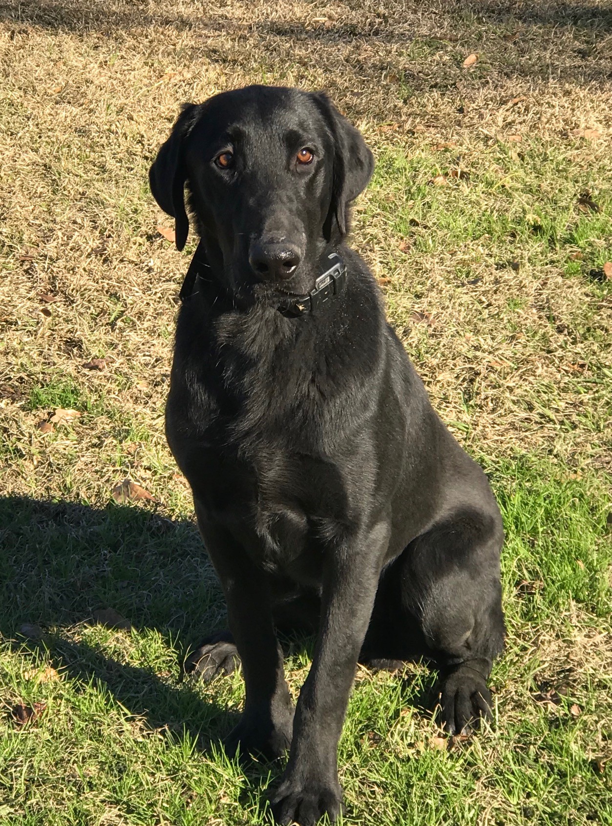 SHR Pride Of Dixie Show Me The Money JH | Black Labrador Retriver