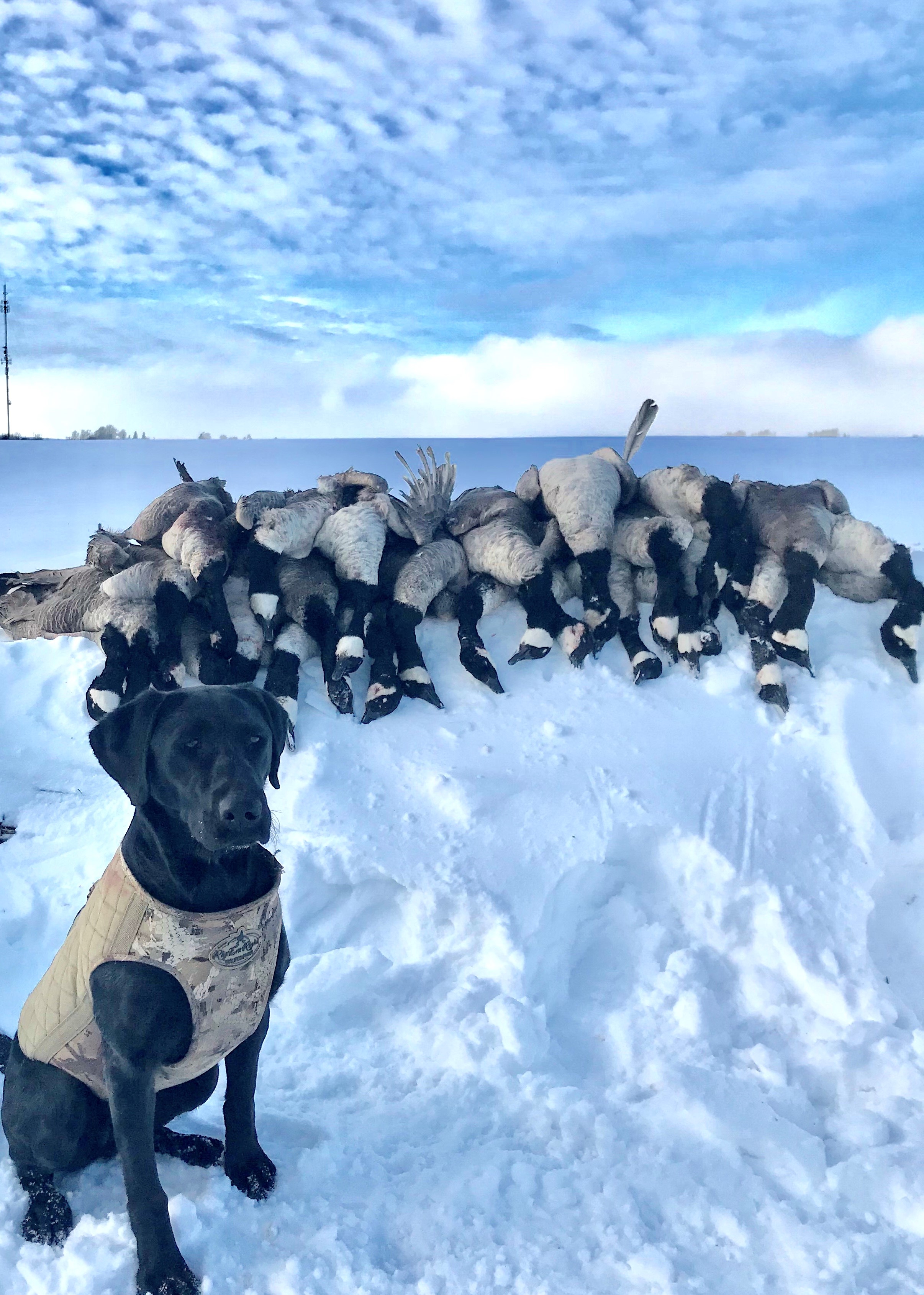 HRCH  Docheno's Keep Your Fingers Crossed | Black Labrador Retriver