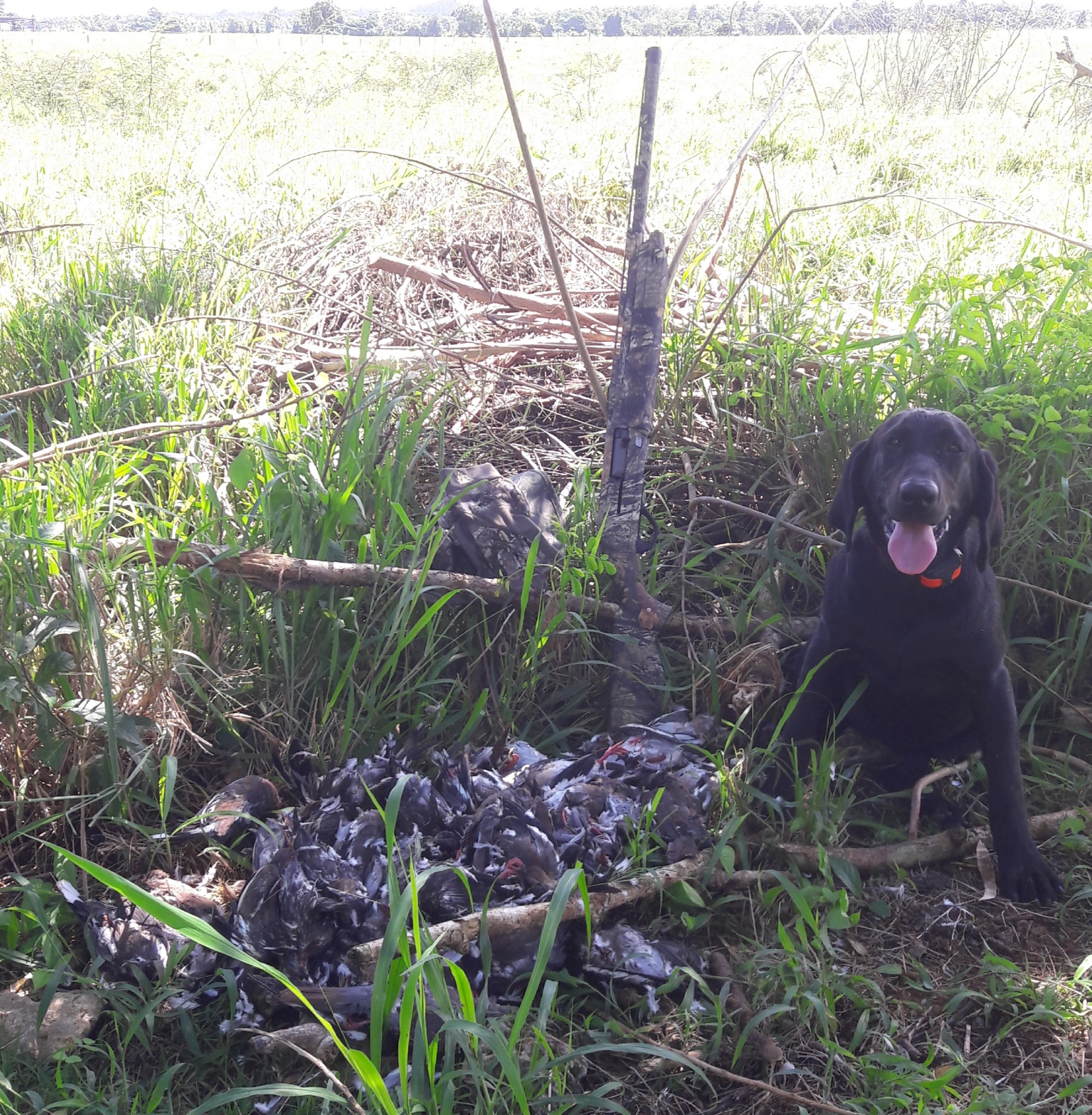 Queen Of The South Cysis | Black Labrador Retriver