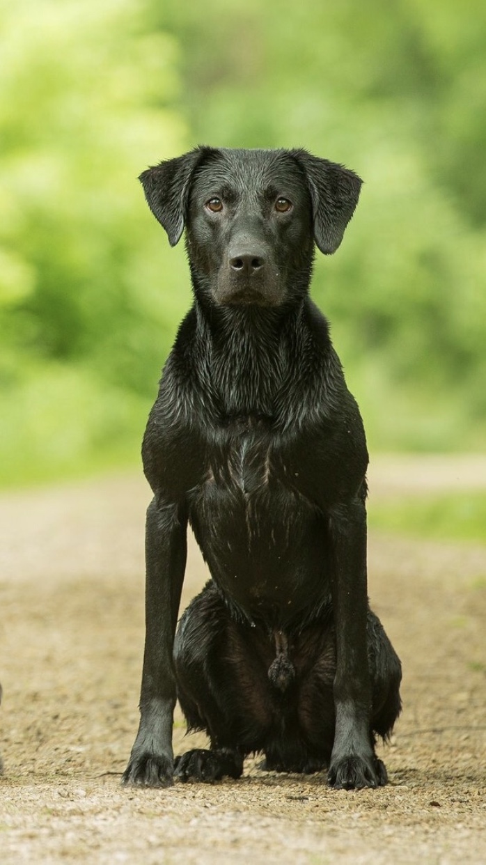 Go Big Or Go Home CDX PCD BN RM OAP OJP OFP CA BCAT SWN FM RATO DM DS AS CGC TKP | Black Labrador Retriver