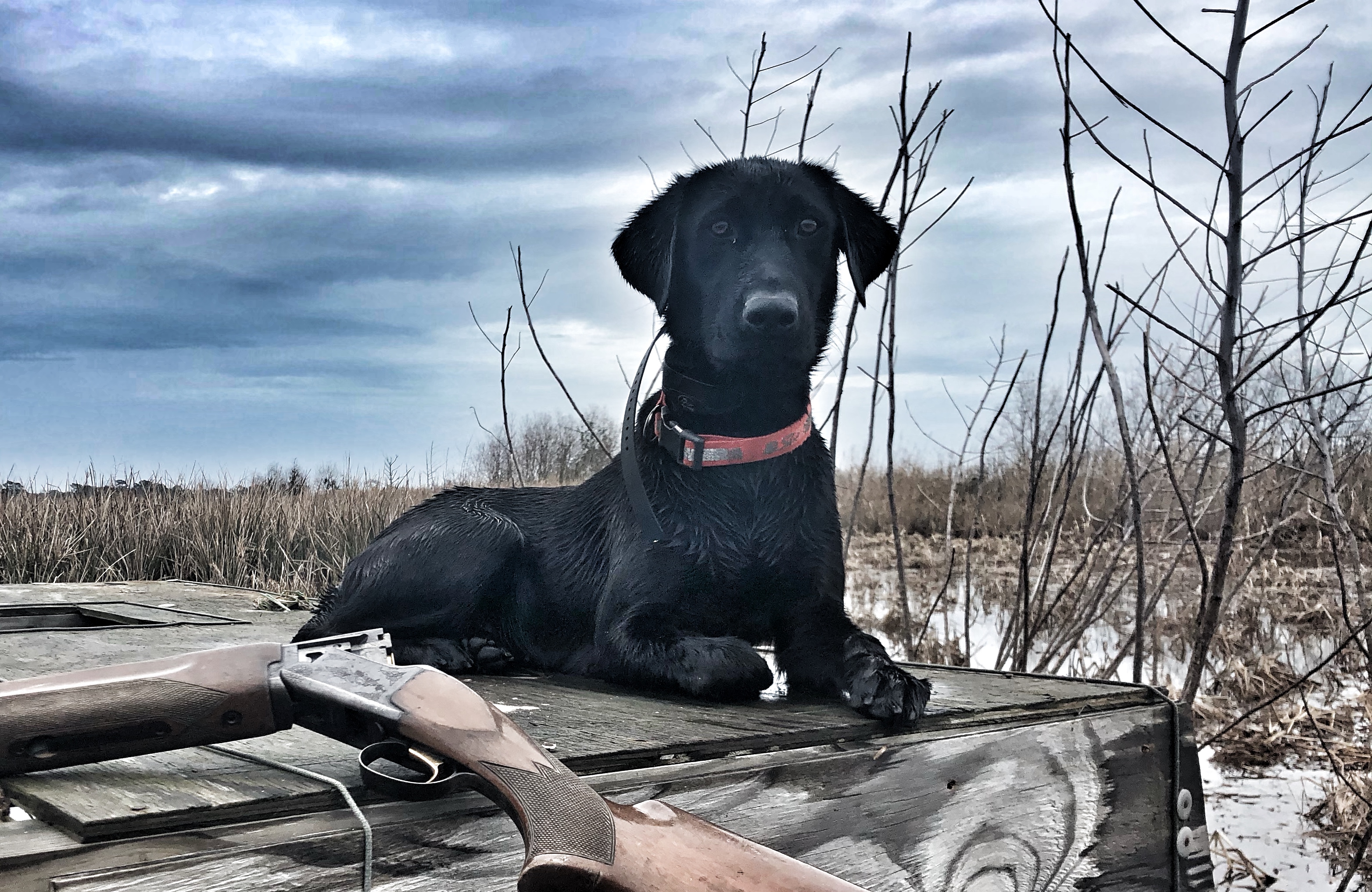 Bay Creek's Runnin With Scissors | Black Labrador Retriver