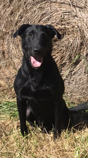 HRCH Renegade Maximum Capacity | Black Labrador Retriver