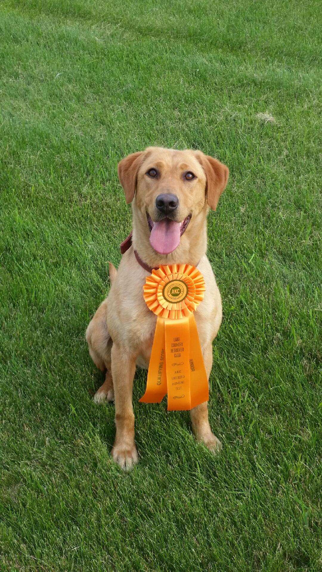 Norse Foxtrot Marley | Yellow Labrador Retriver