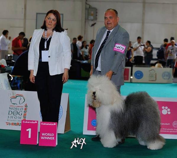 Reata's La Reina | Old English Sheepdog 