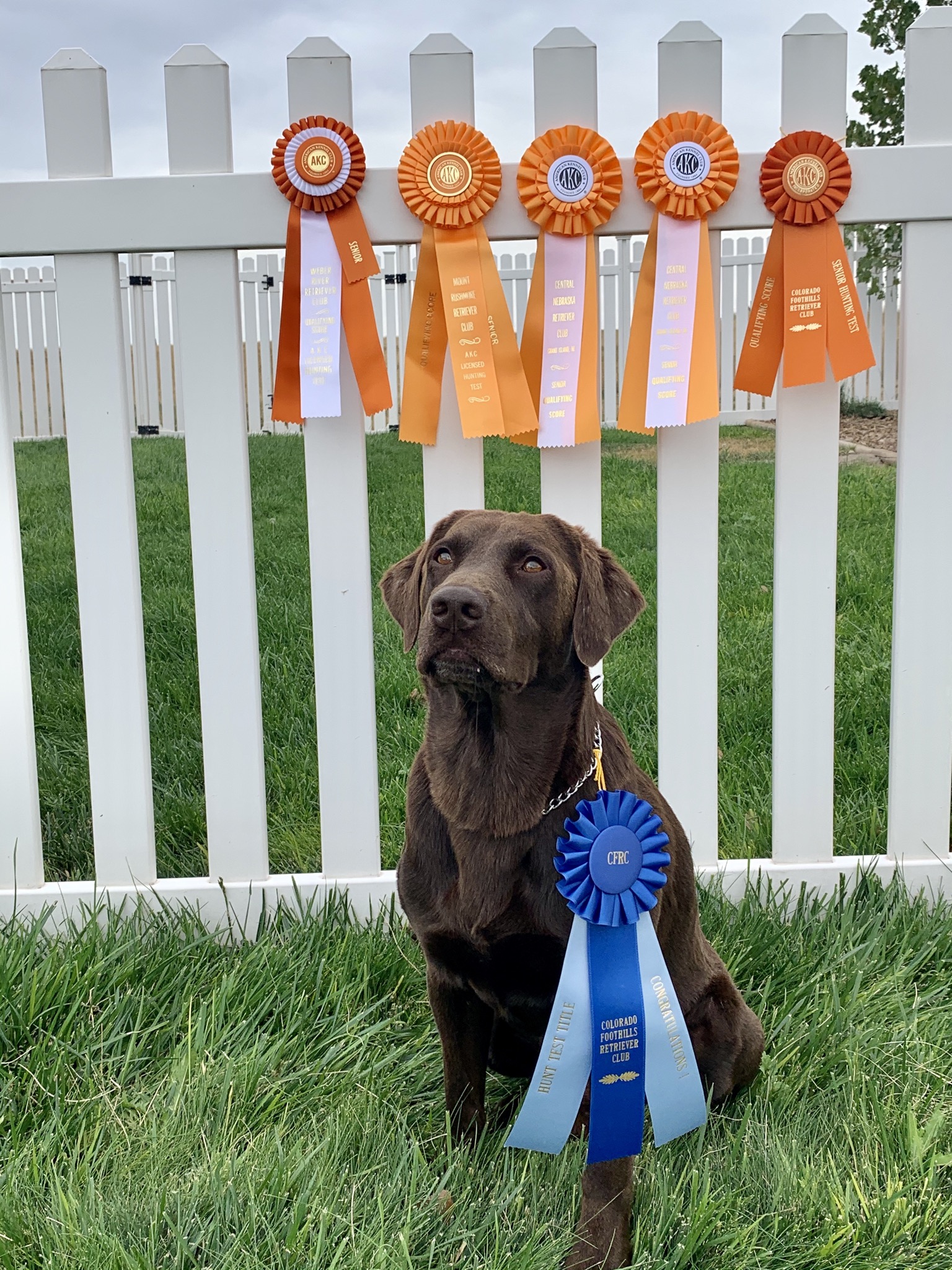 MPR SHR Locked N’ Loaded Vinci SH | Chocolate Labrador Retriver