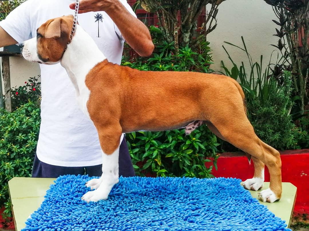 The Commander Vega | American Staffordshire Terrier 