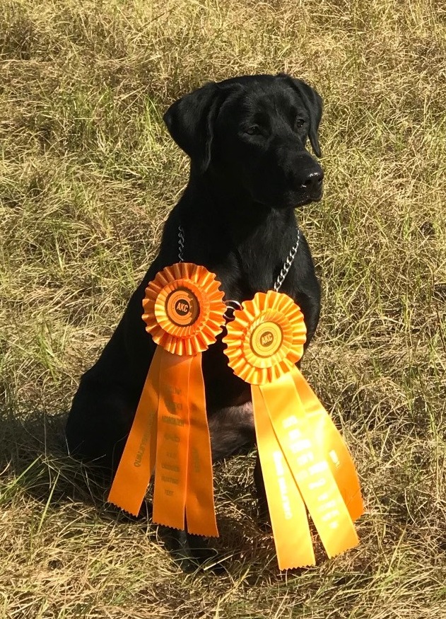 DucDogz Candlewoods Lean SuperTanker JH | Black Labrador Retriver