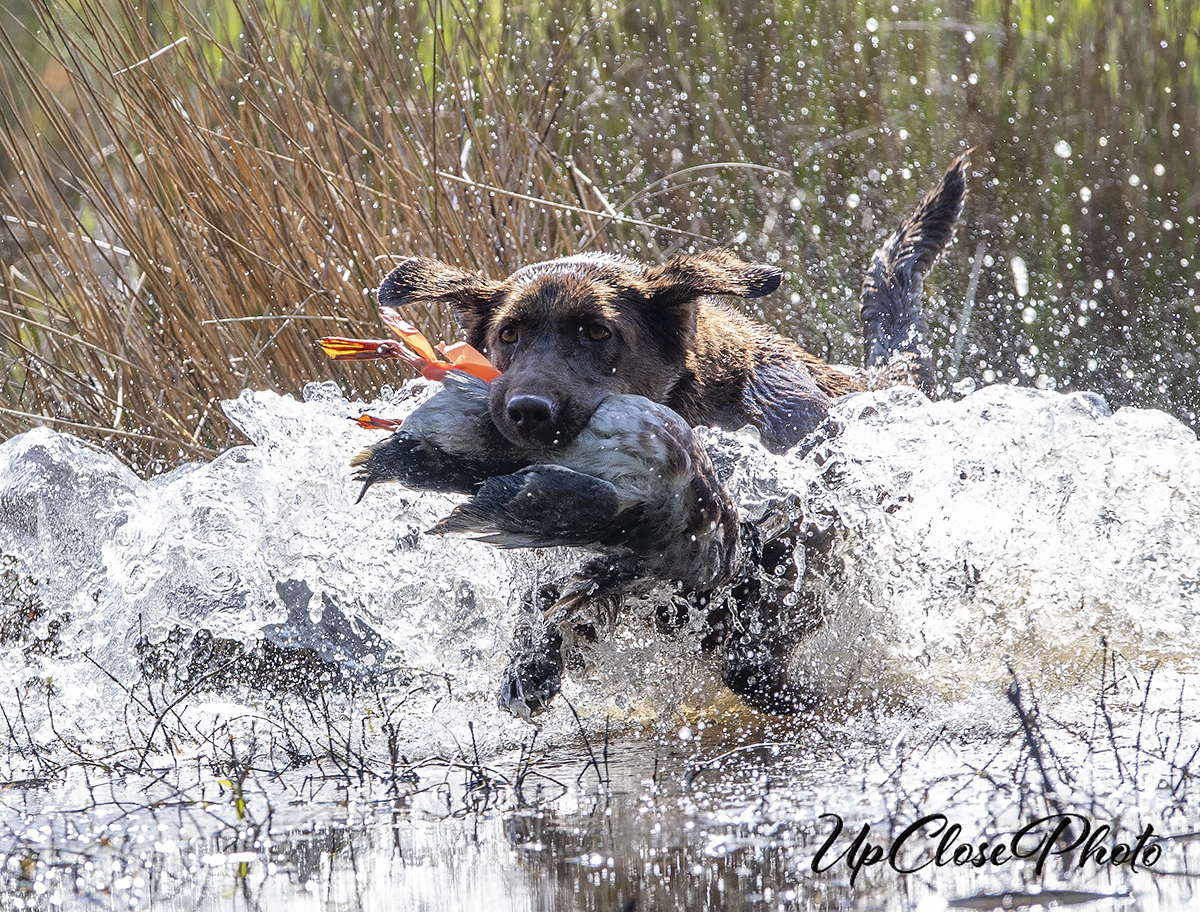 HRCH Big Trax Angels Among Us MH | Chocolate Labrador Retriver