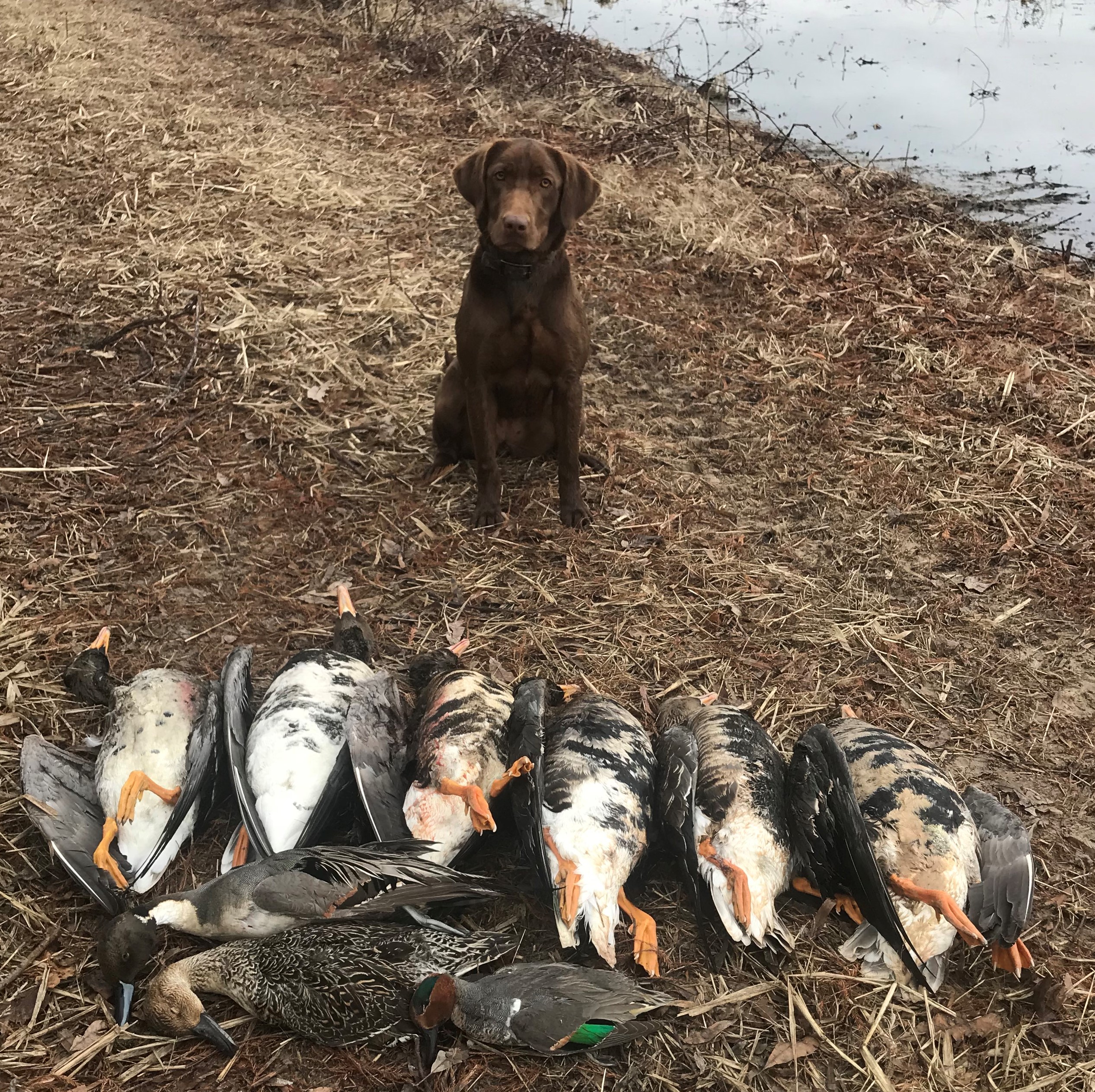 HRCH Big Trax Angels Among Us MH | Chocolate Labrador Retriver