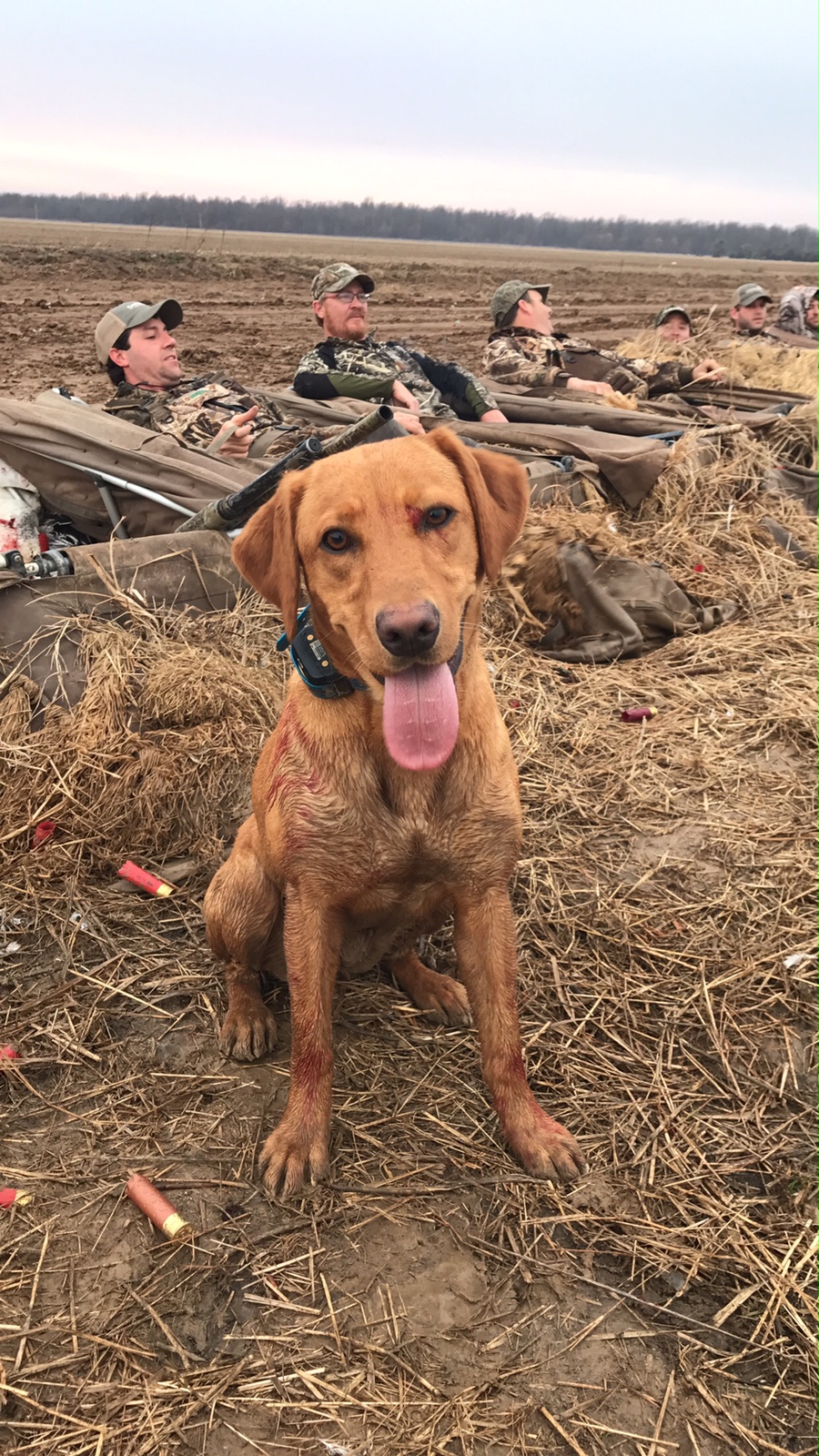 Fallin' Fowl Ruby SH | Yellow Labrador Retriver