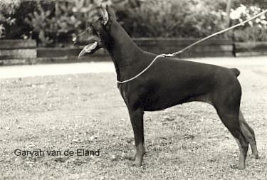 Garvah v.d. Eland | Black Doberman Pinscher