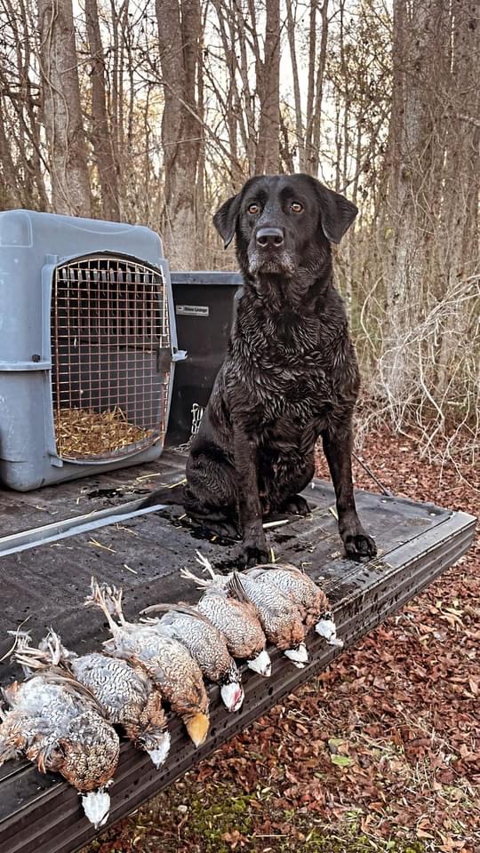 Ms. Teal Googe TKN | Black Labrador Retriver