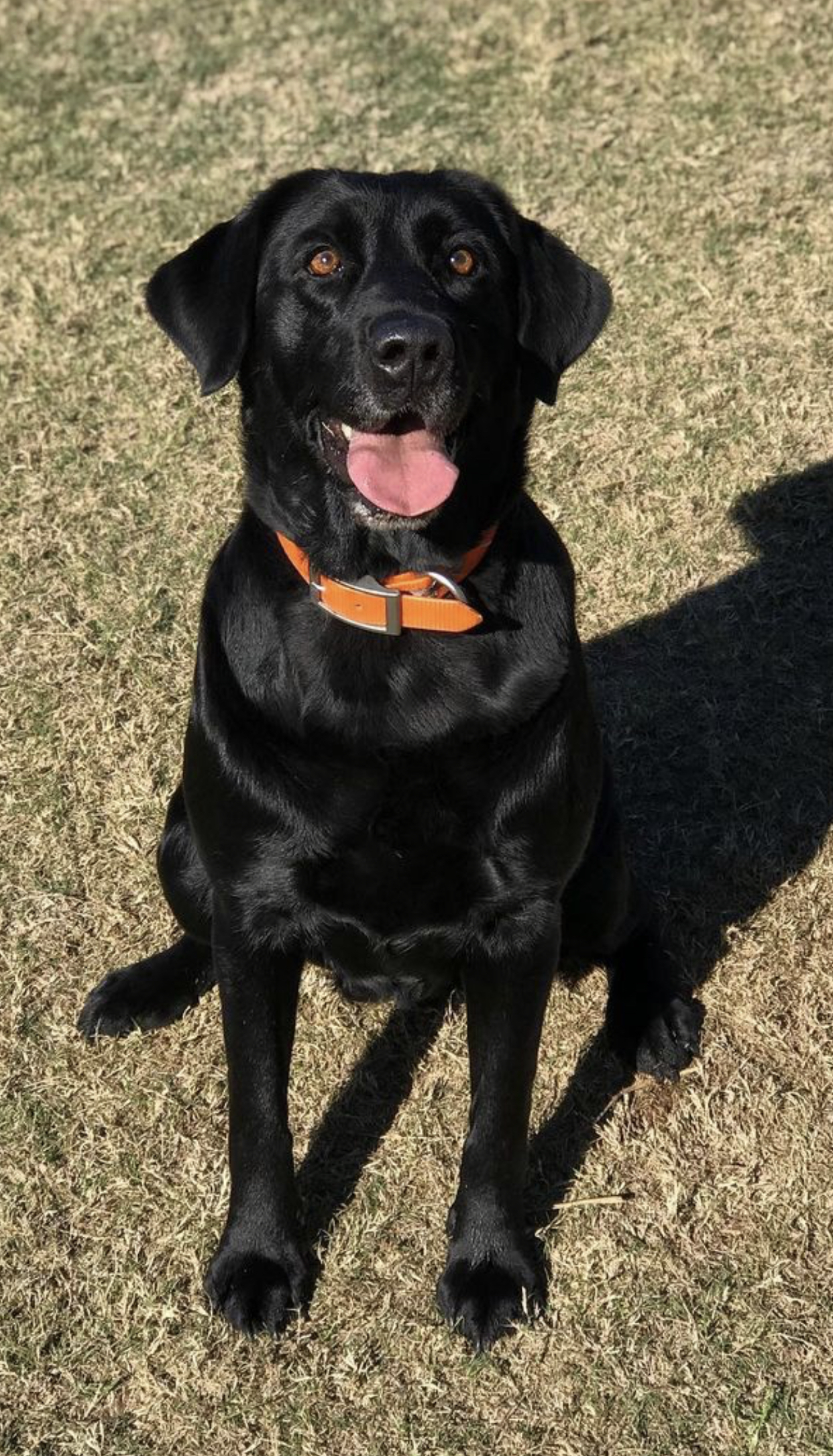 Ms. Teal Googe TKN | Black Labrador Retriver