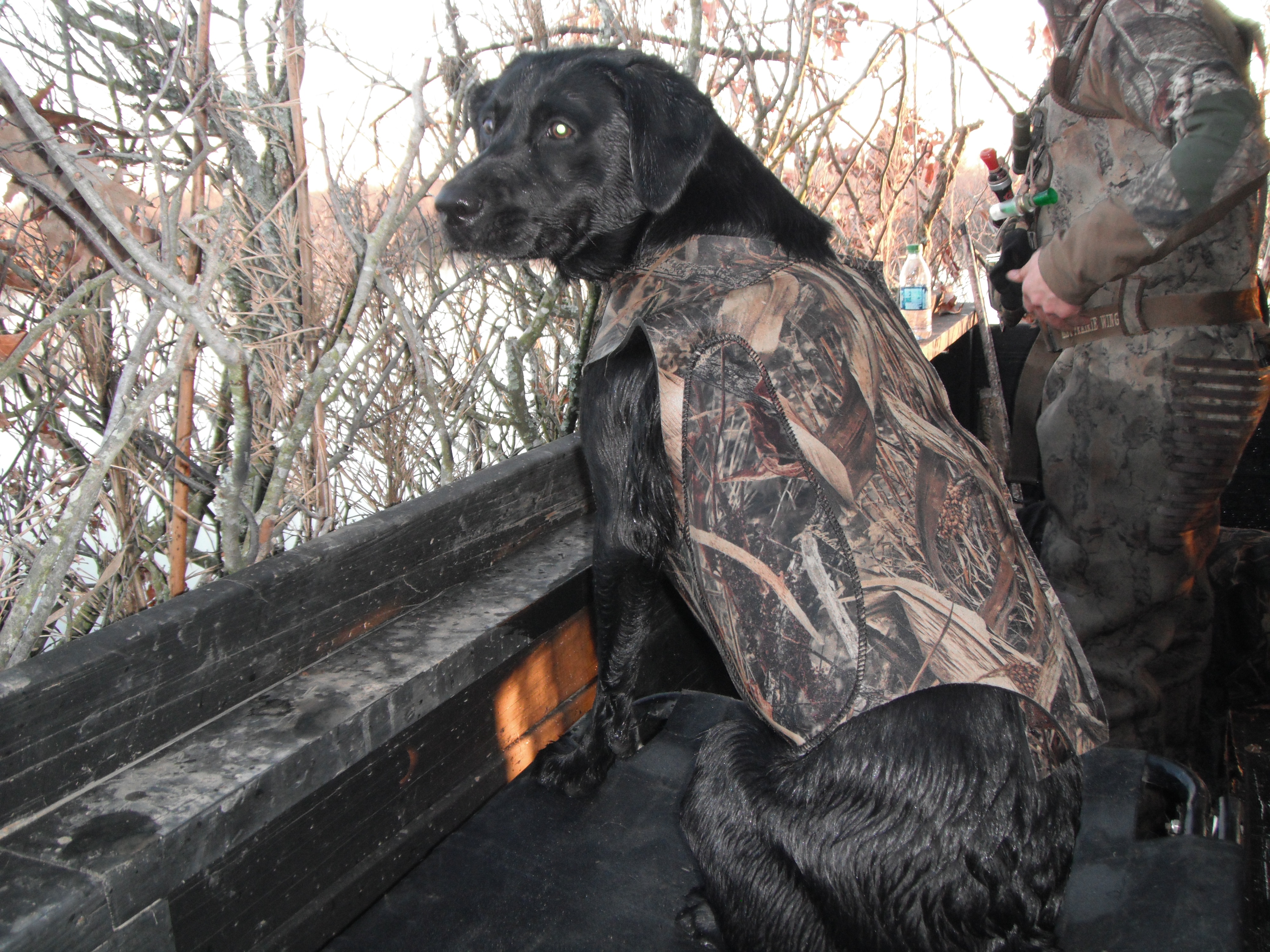 Conley's Webb Footed Black Magic | Black Labrador Retriver