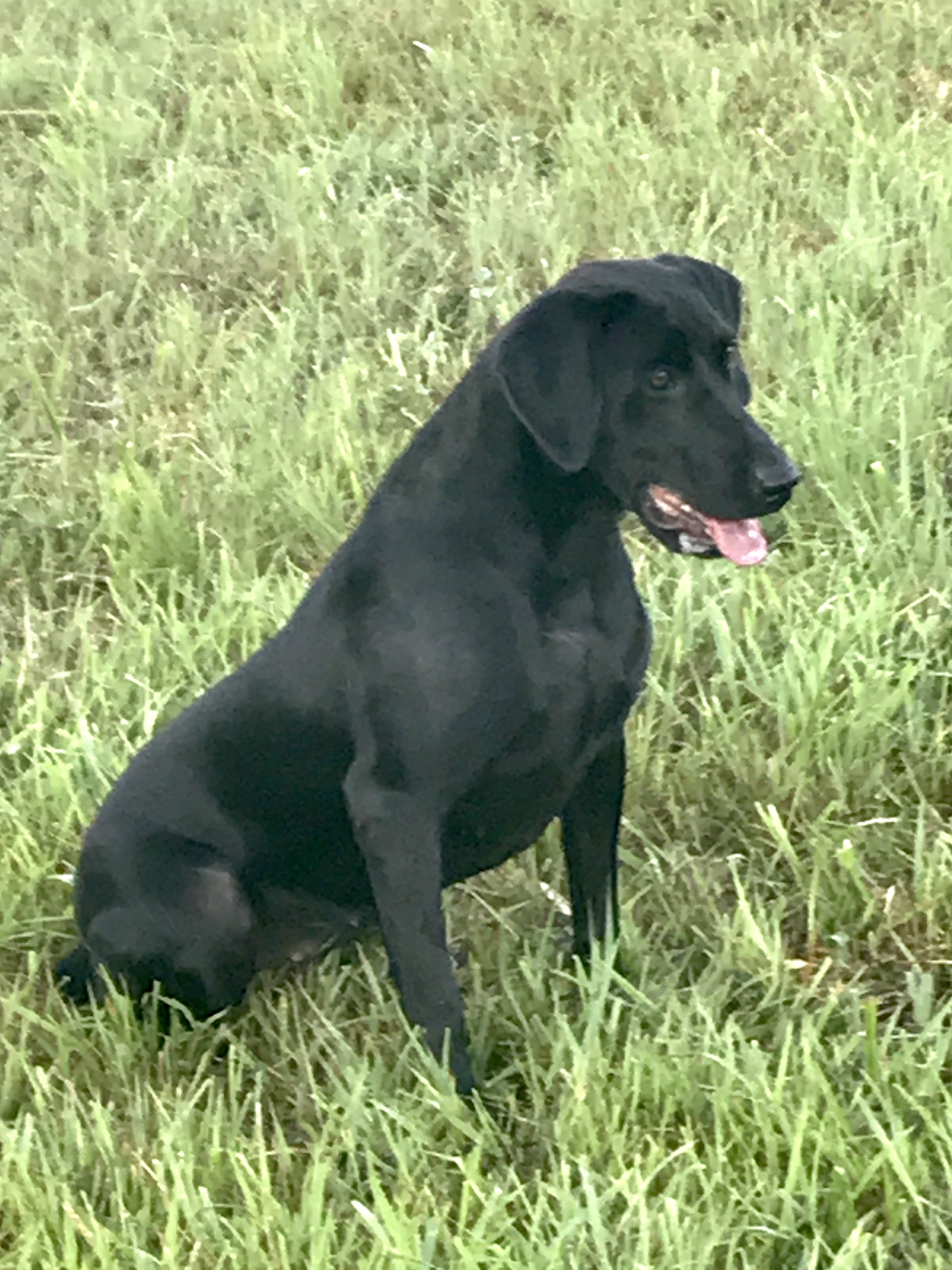 HRCH Mj's Makin Birdies Ain't Easy | Black Labrador Retriver