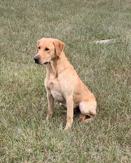 Bayou Teche What Did He Say Bern QA2 | Yellow Labrador Retriver