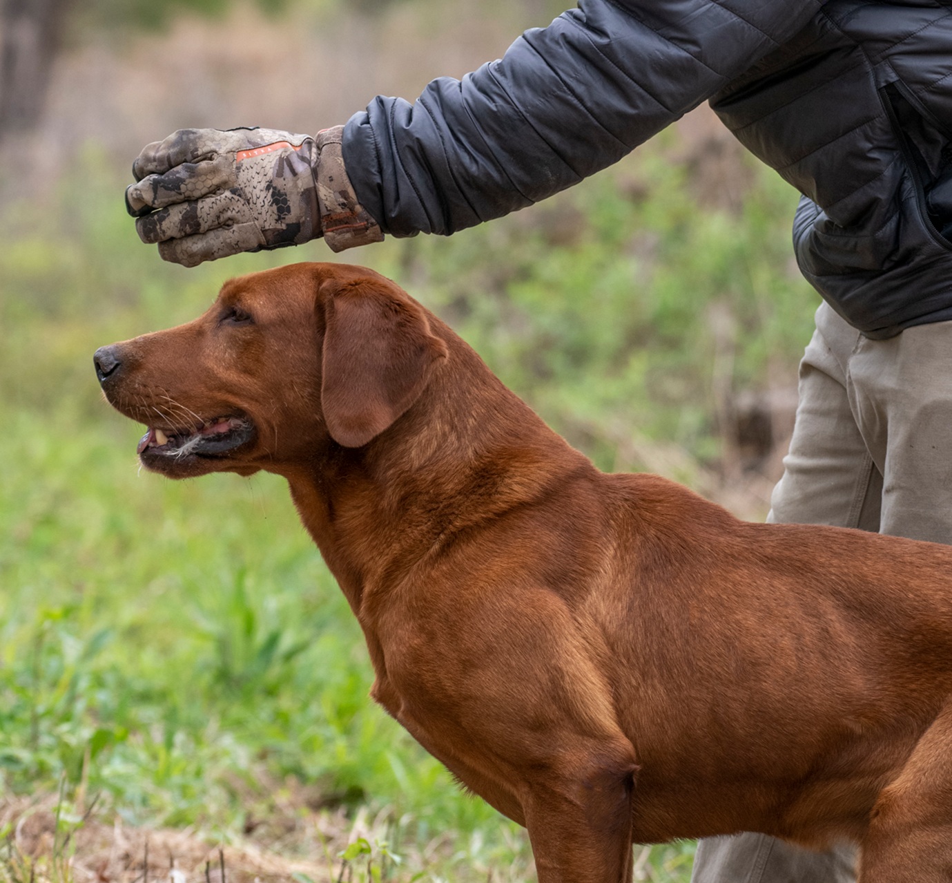 HR Torgs Gold Rush "Parker" MH8 | Yellow Labrador Retriver