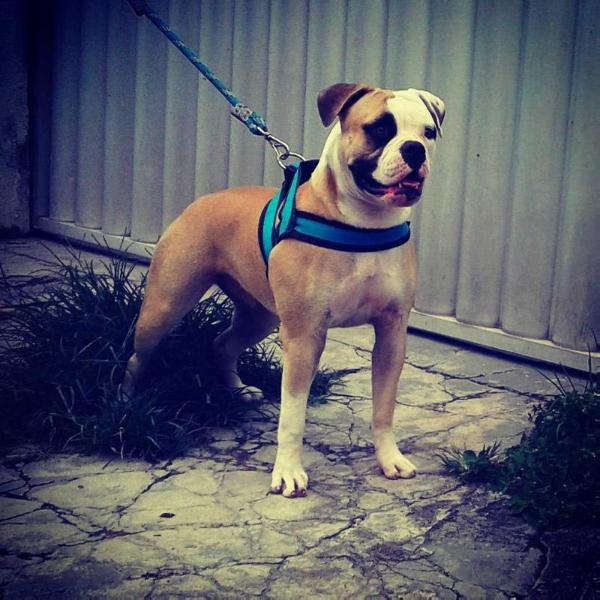 Katrina Bulls Mallu | American Bulldog 