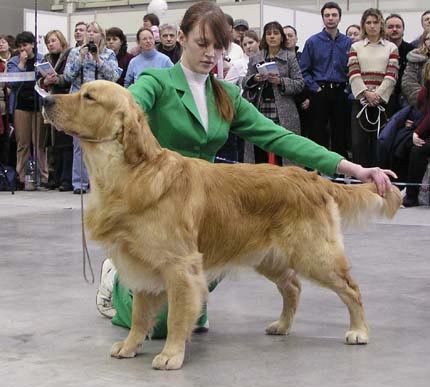 Dabas-Ore Logo | Golden Retriever 