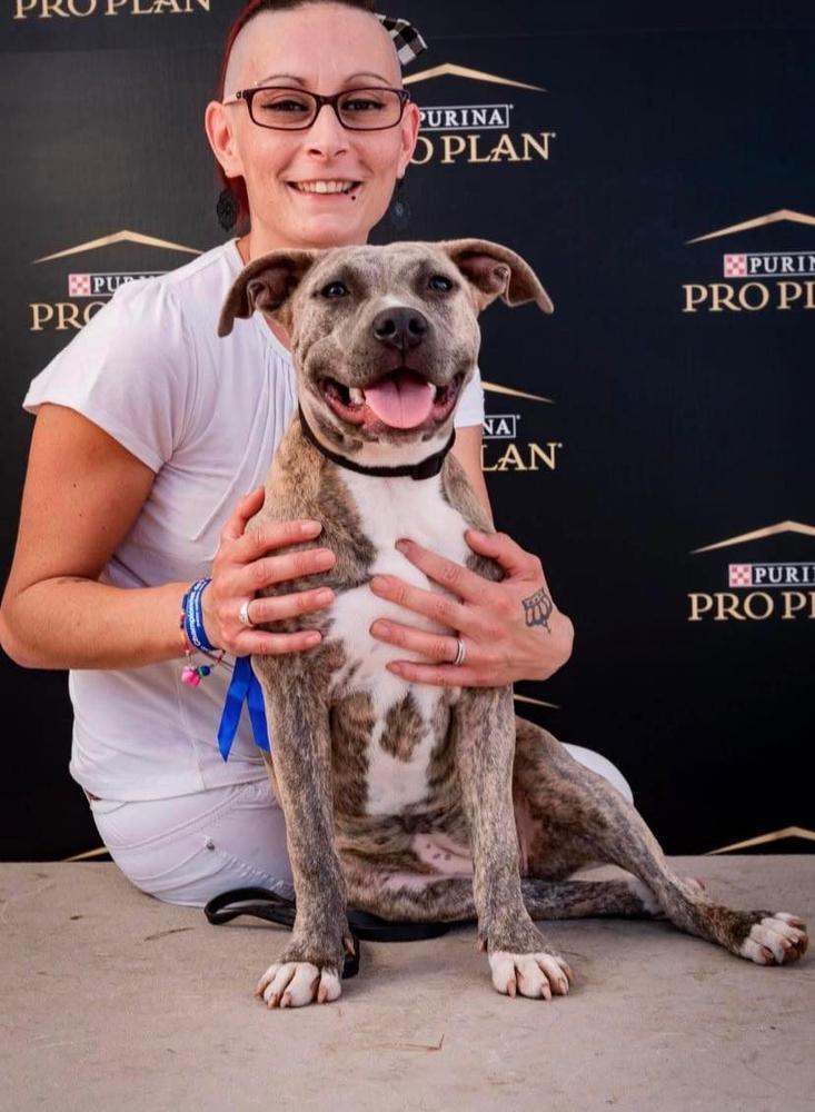 SAPHIR DEI GLADIATORI D'ORO | American Staffordshire Terrier 