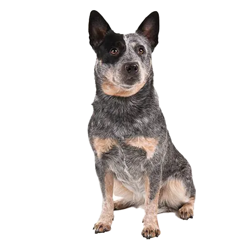 Australian-Cattle-Dog