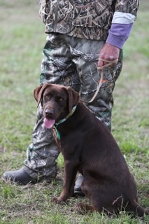 SHR Jff Dixie JH CGC TKI DN | Chocolate Labrador Retriver