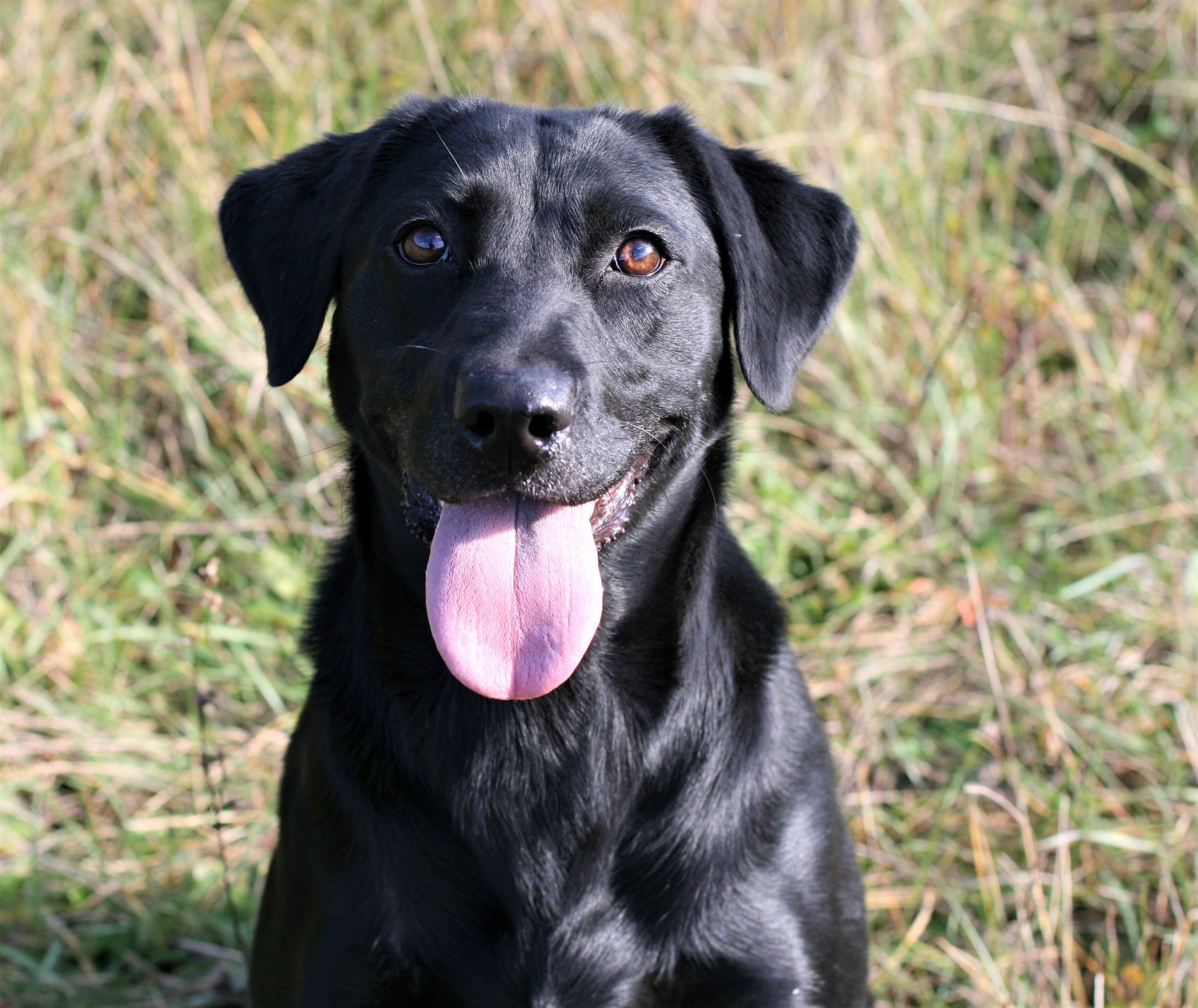 Rainmaker's Little Birdy Ann JH | Black Labrador Retriver