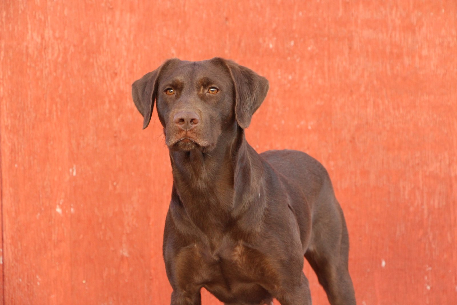 CPR  Hrk's Against All Odds | Chocolate Labrador Retriver