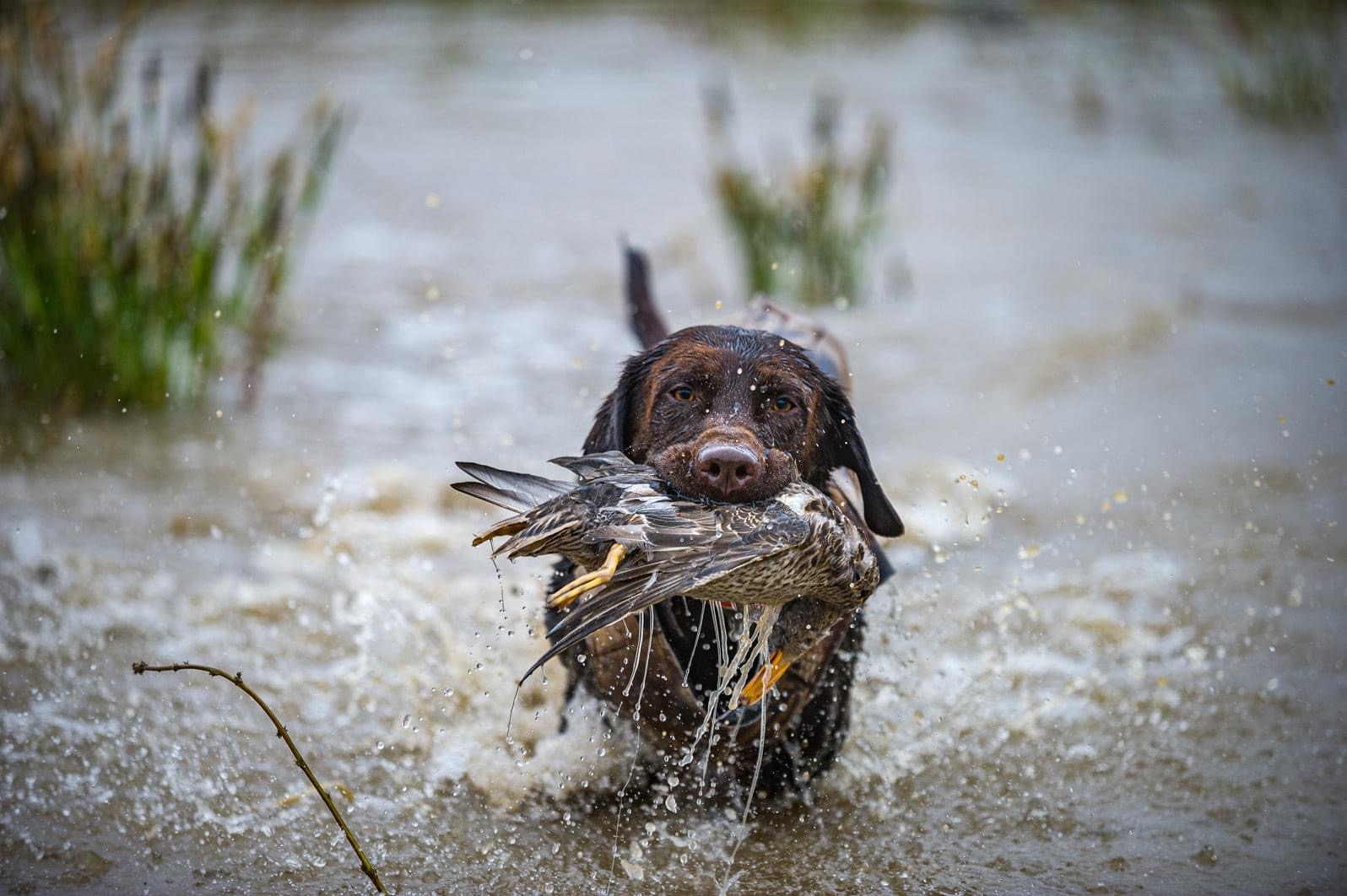 Chief Run With Feathers | Chocolate Labrador Retriver