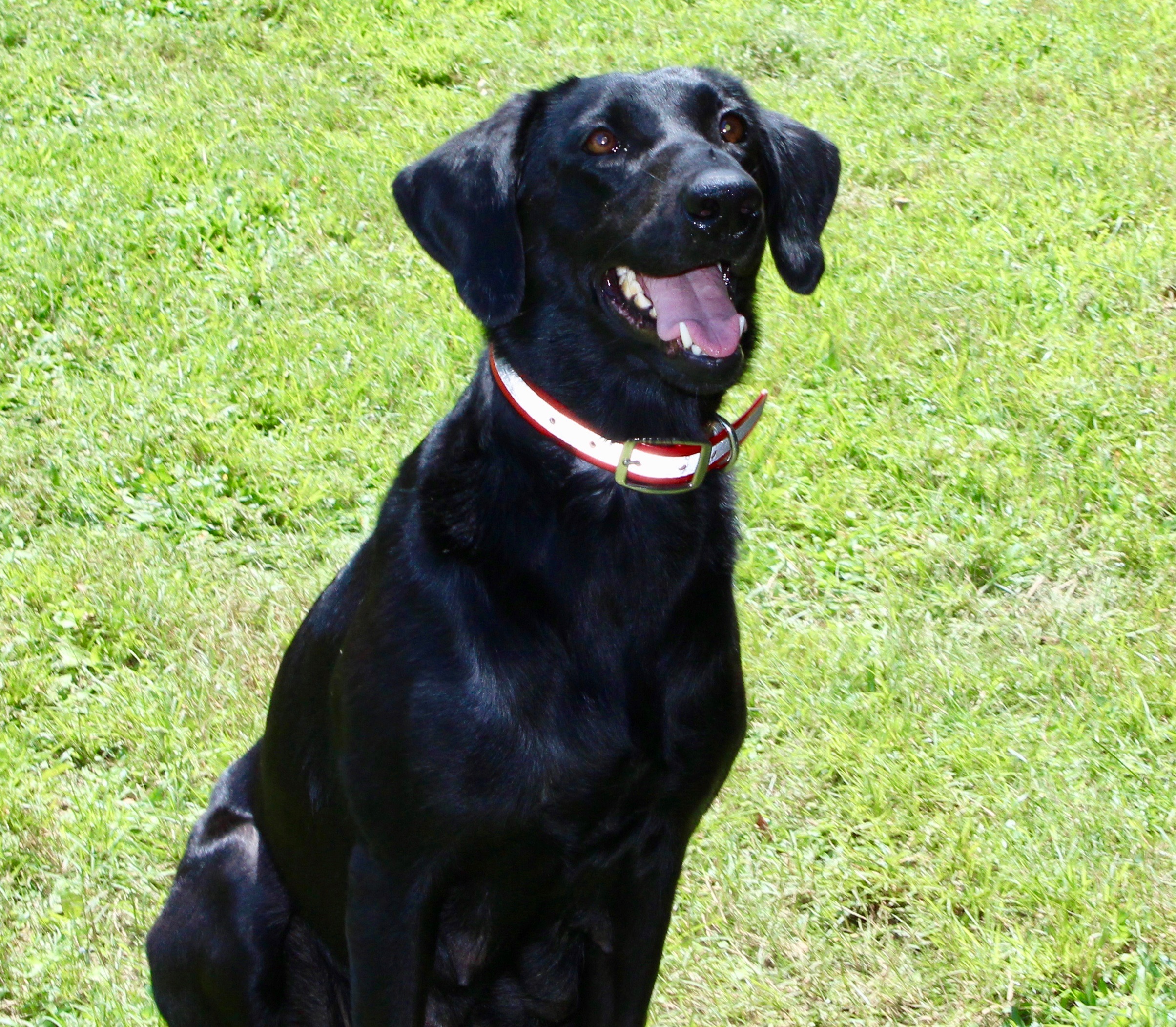 Swamp Creek's Heart Breaker | Black Labrador Retriver