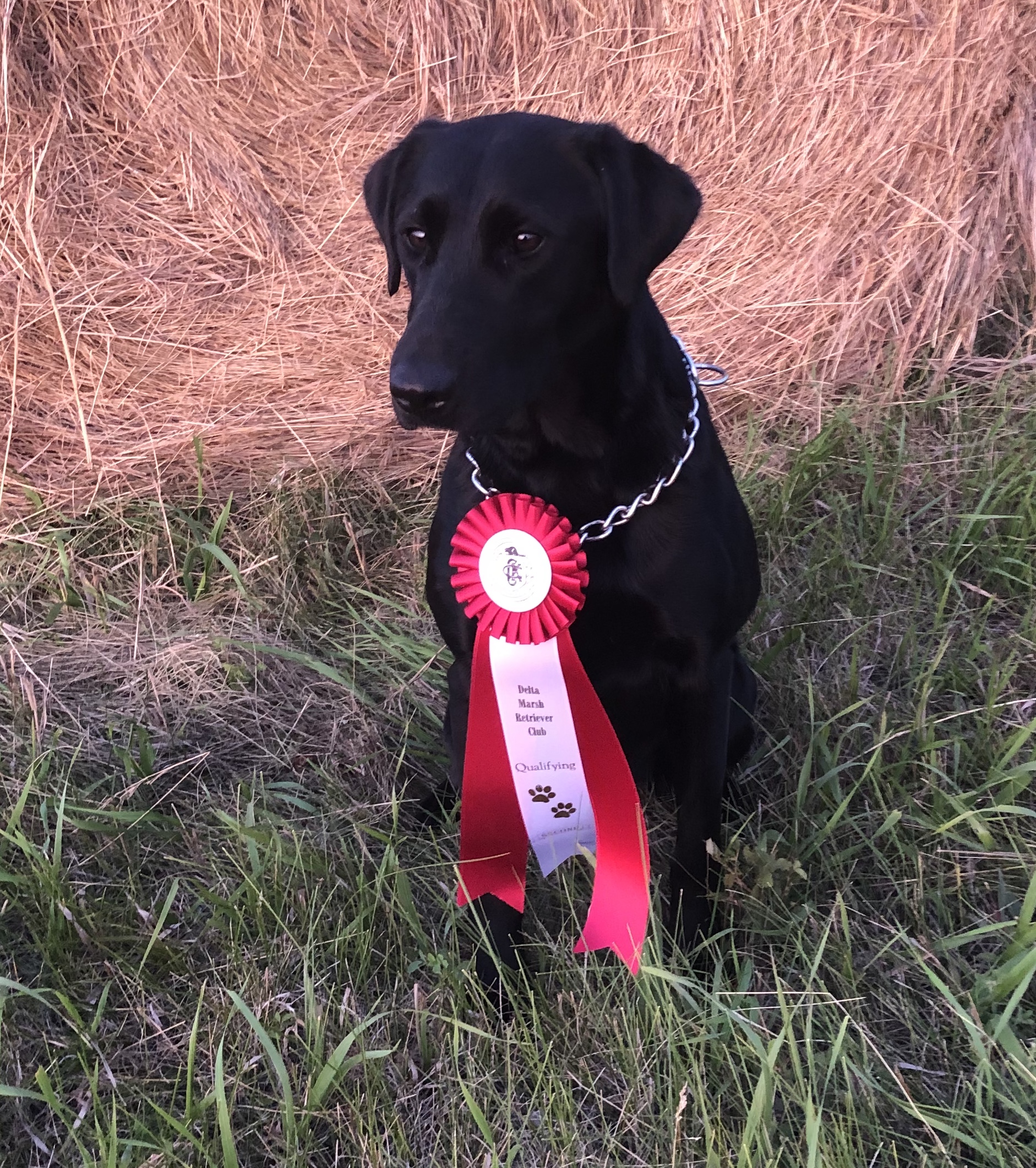 Last Mountain Can Am Pearl Jam MH*** | Black Labrador Retriver