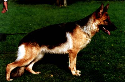 Donna vom Agilolfinger | German Shepherd Dog 