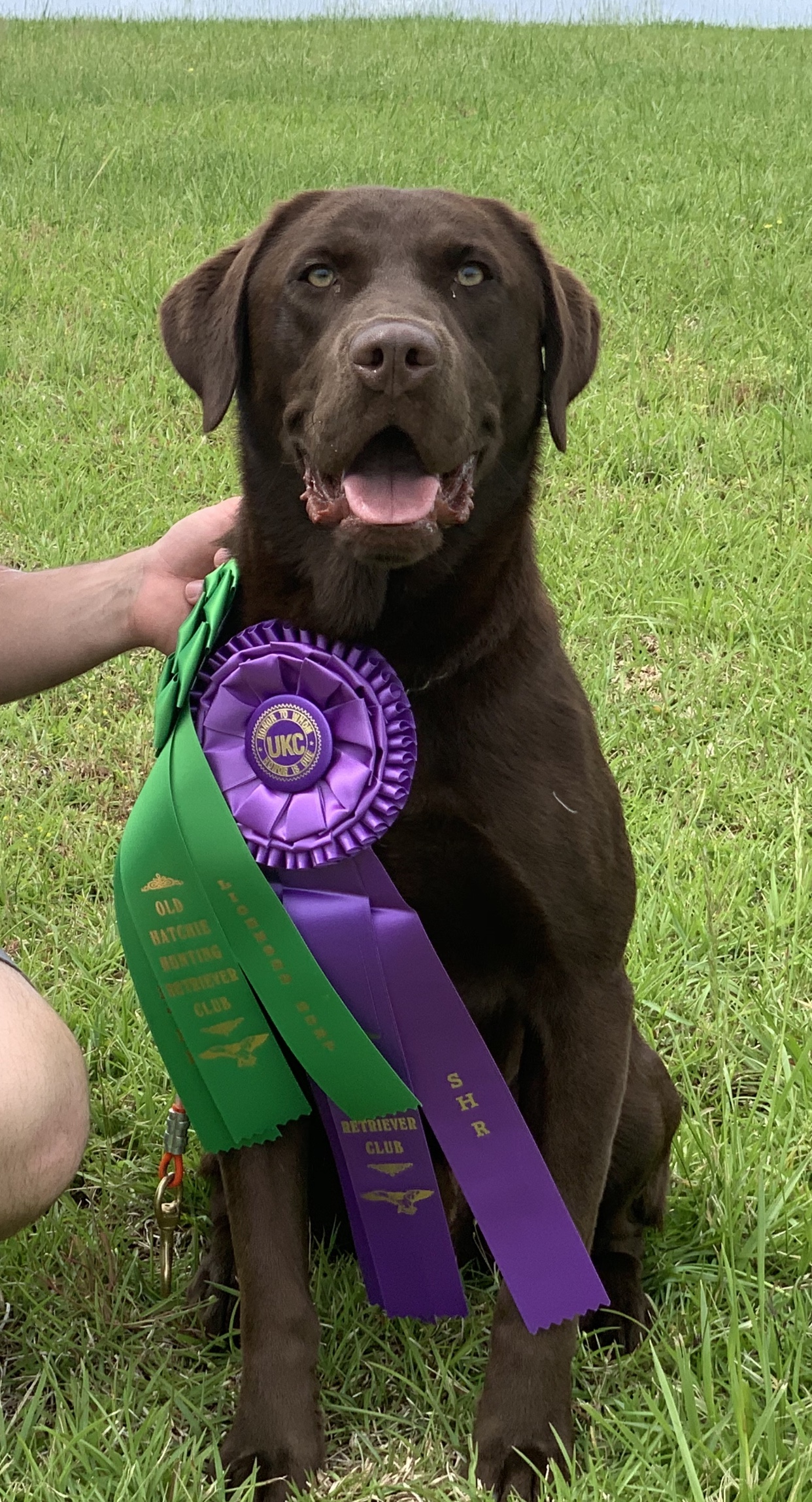 SHR Voodoo’s Dexter JH | Chocolate Labrador Retriver