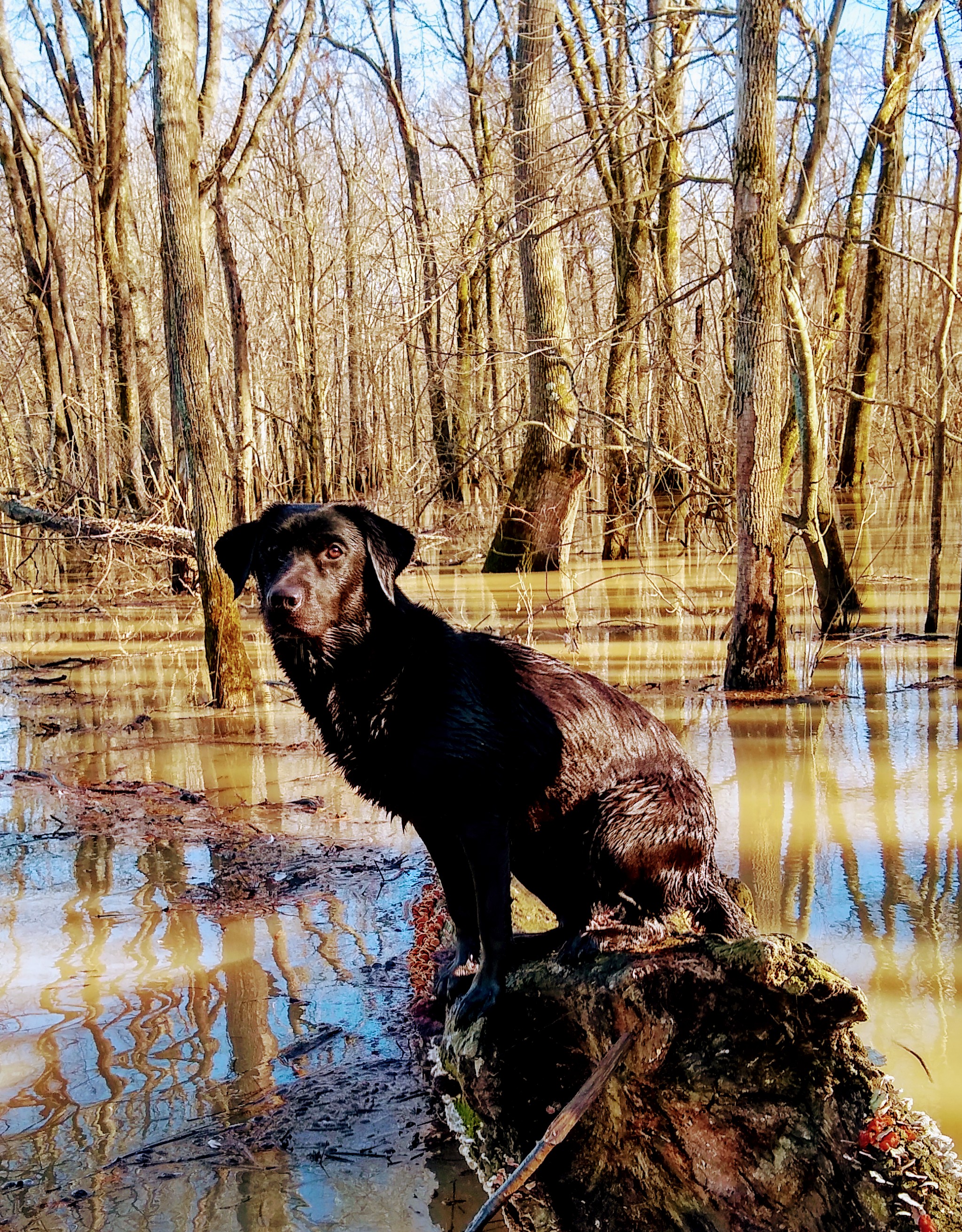 Black Devon To Forth | Black Labrador Retriver